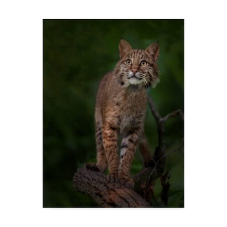 Galloimages Online 'Bobcat Poses On Tree Branch 1' Canvas Art,18x24